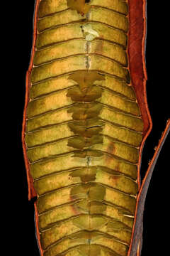 Image of long-pod-cassia