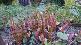 Image of Japanese Knotweed