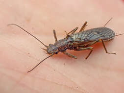 Image of perlodid stoneflies