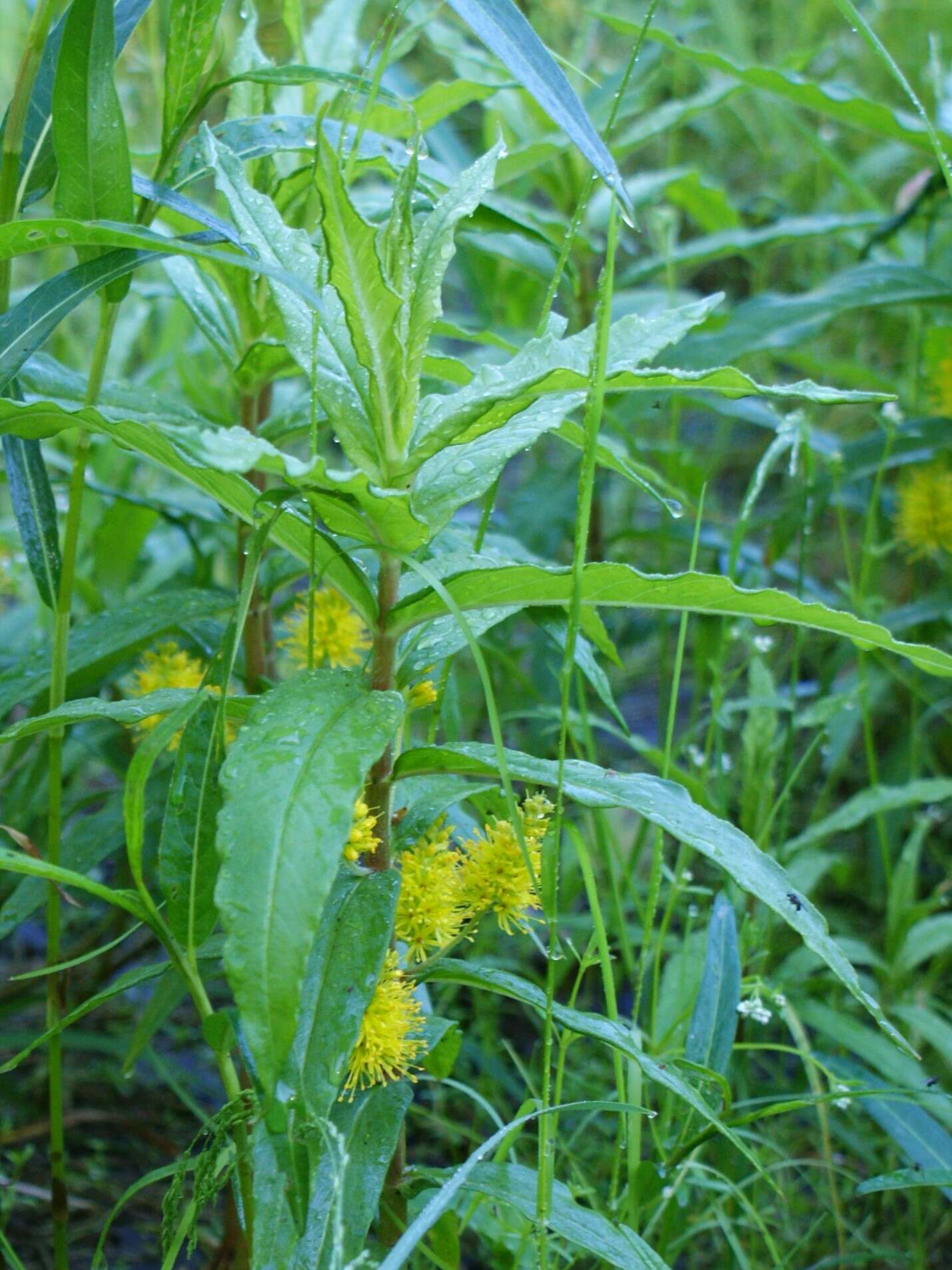 Image of Tufted Loosestrife