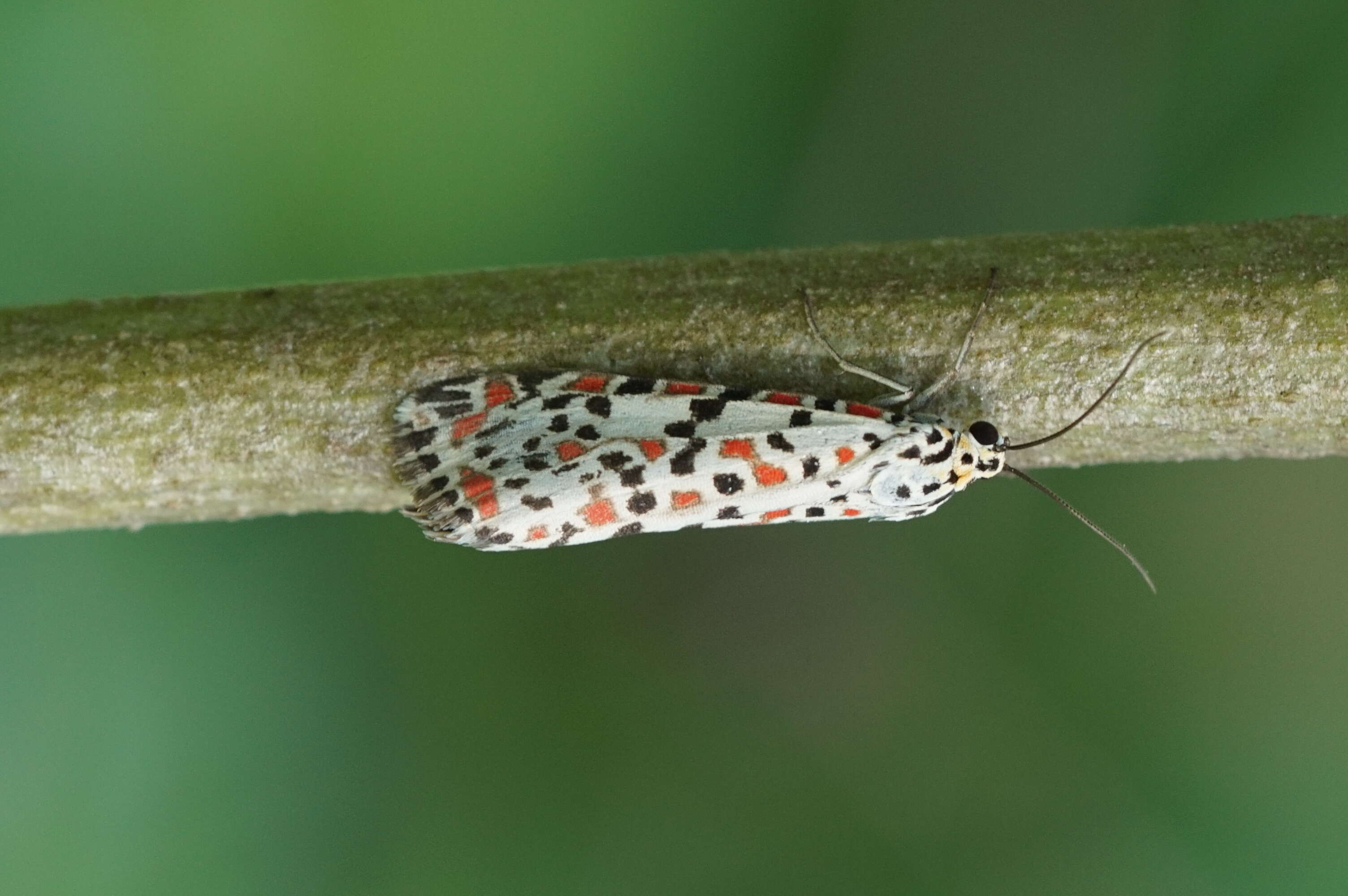 Image of crimson speckled