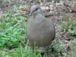 Image of Oriental Turtle Dove