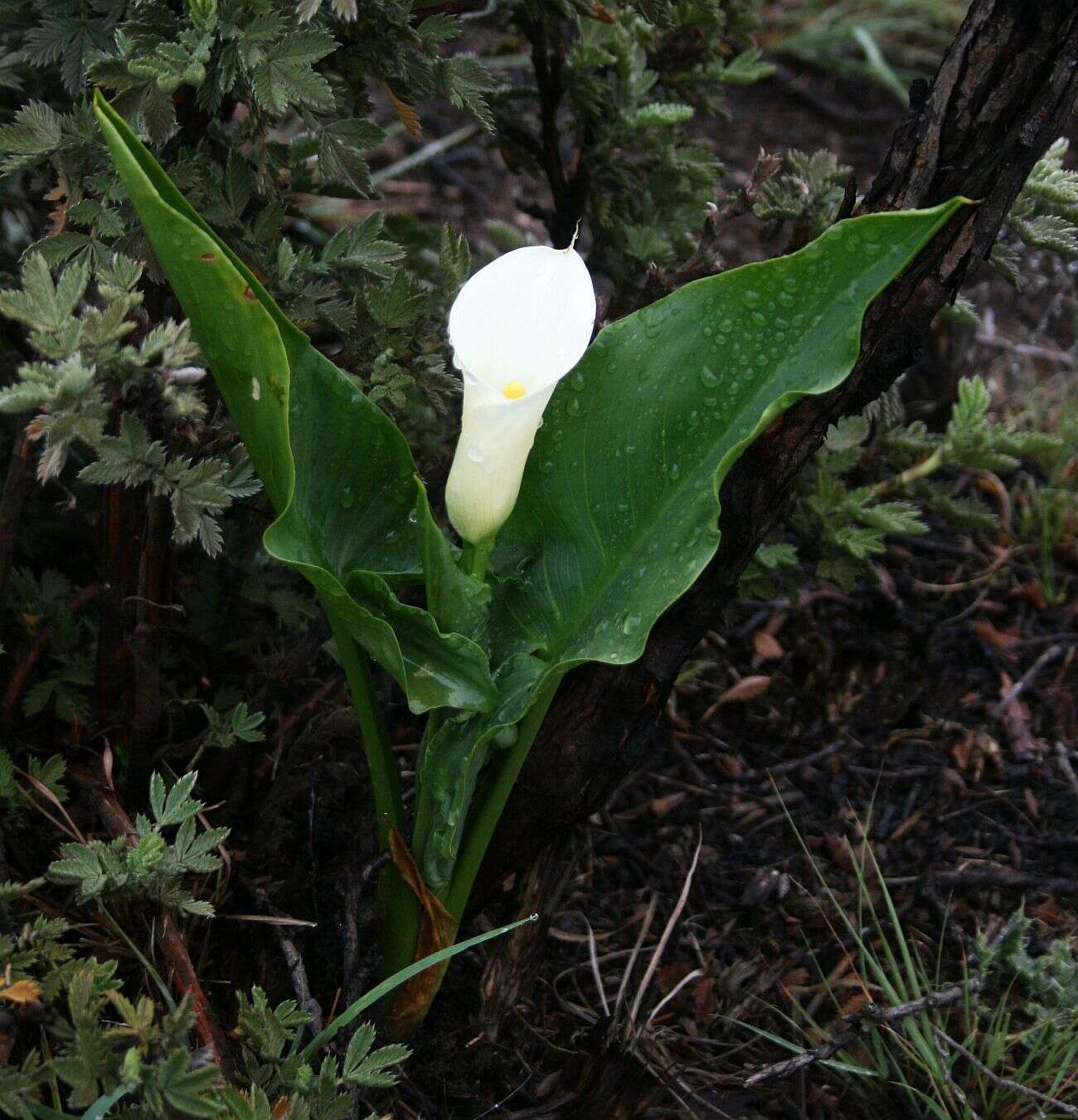 Image of spotted calla lily