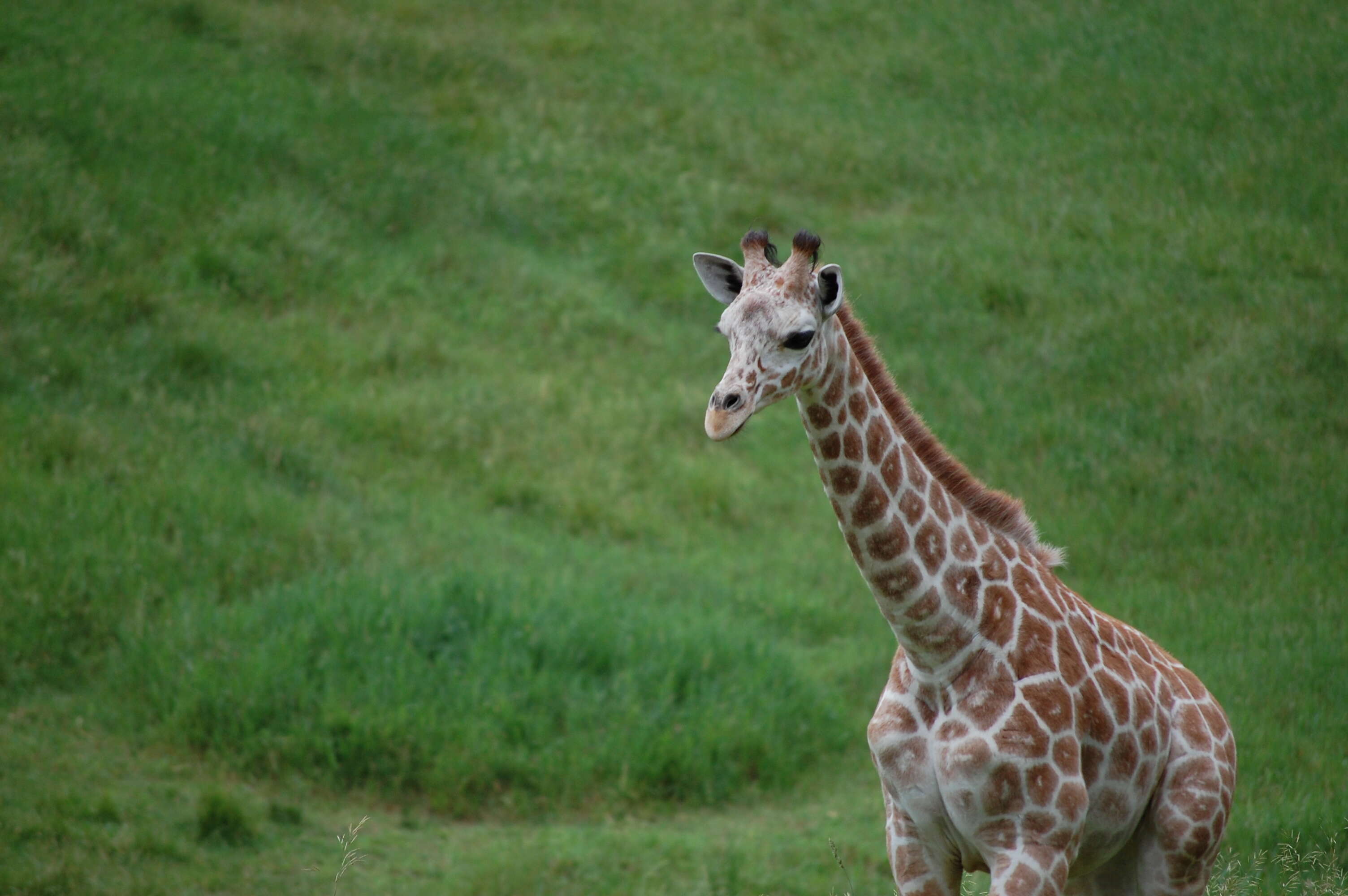 Image of Giraffe