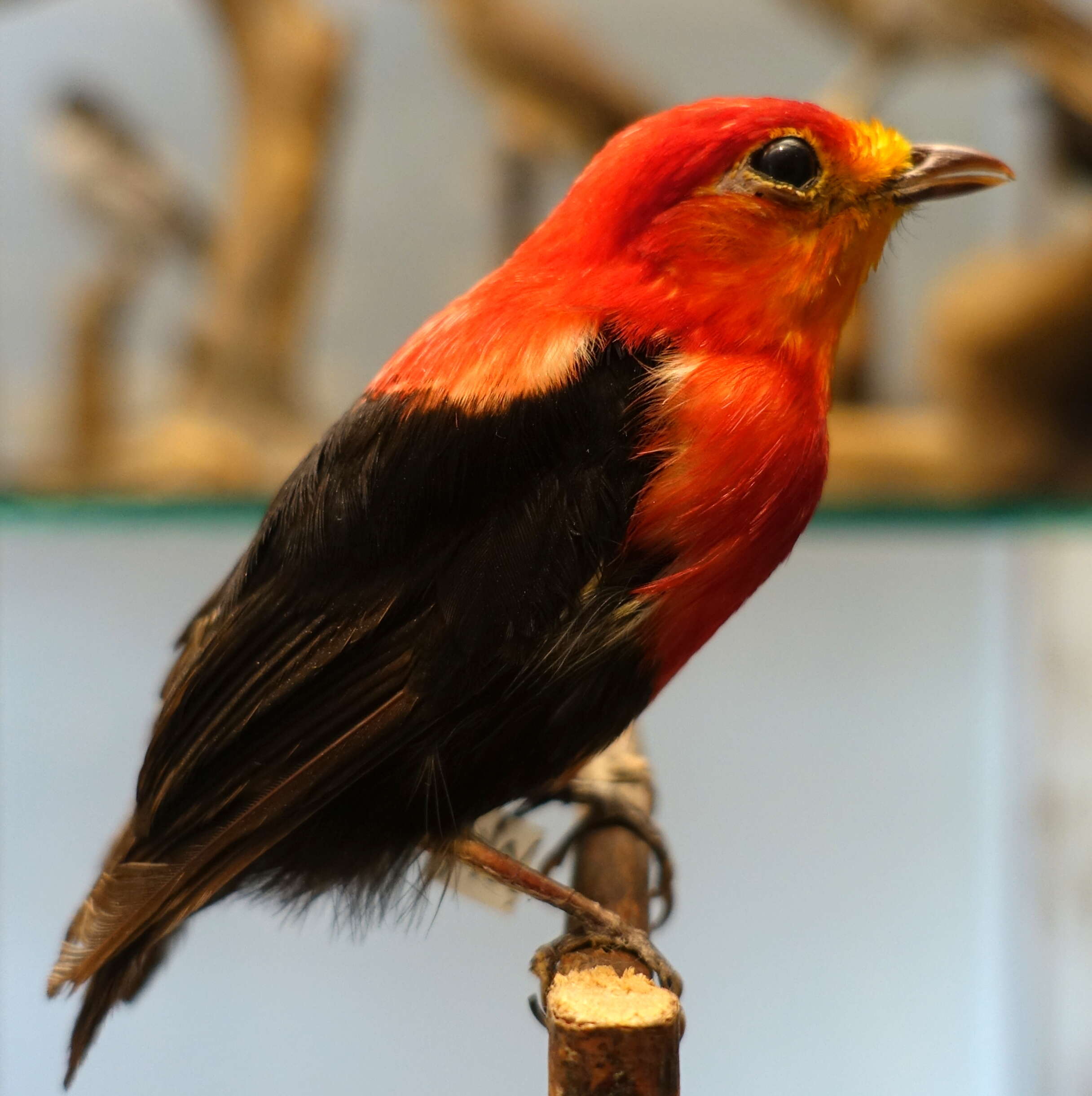 Image of Crimson-hooded Manakin