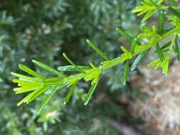 Image of Hibbertia vestita A. Cunn. ex Benth.