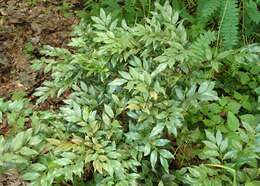 Image of Sarcococca ruscifolia Stapf