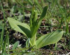 Image of Frog orchid