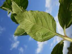 Слика од Lysimachia punctata L.