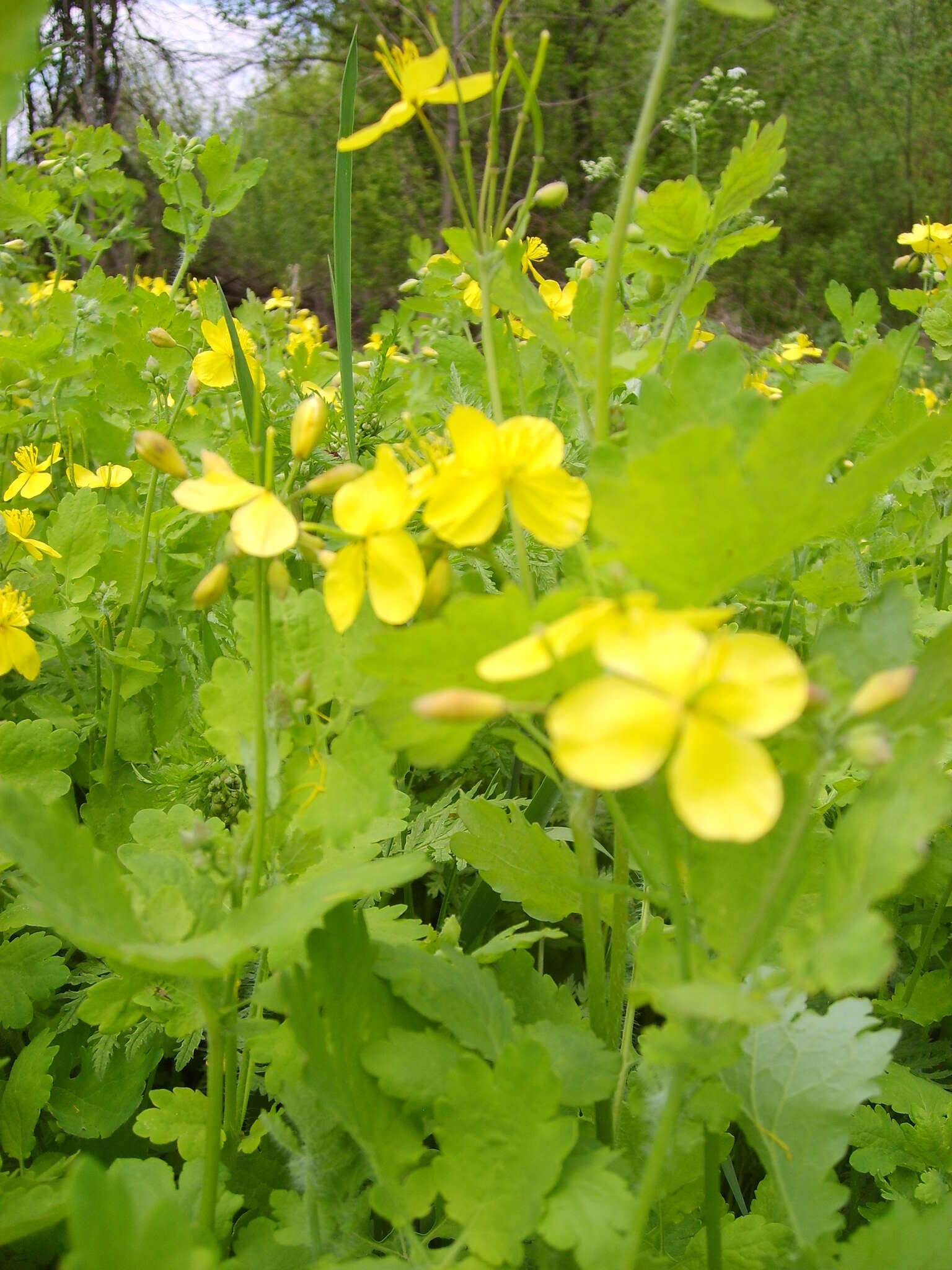 Image of celandine