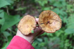 Image of Stinking Russula