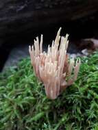 Image of Ramaria stricta (Pers.) Quél. 1888