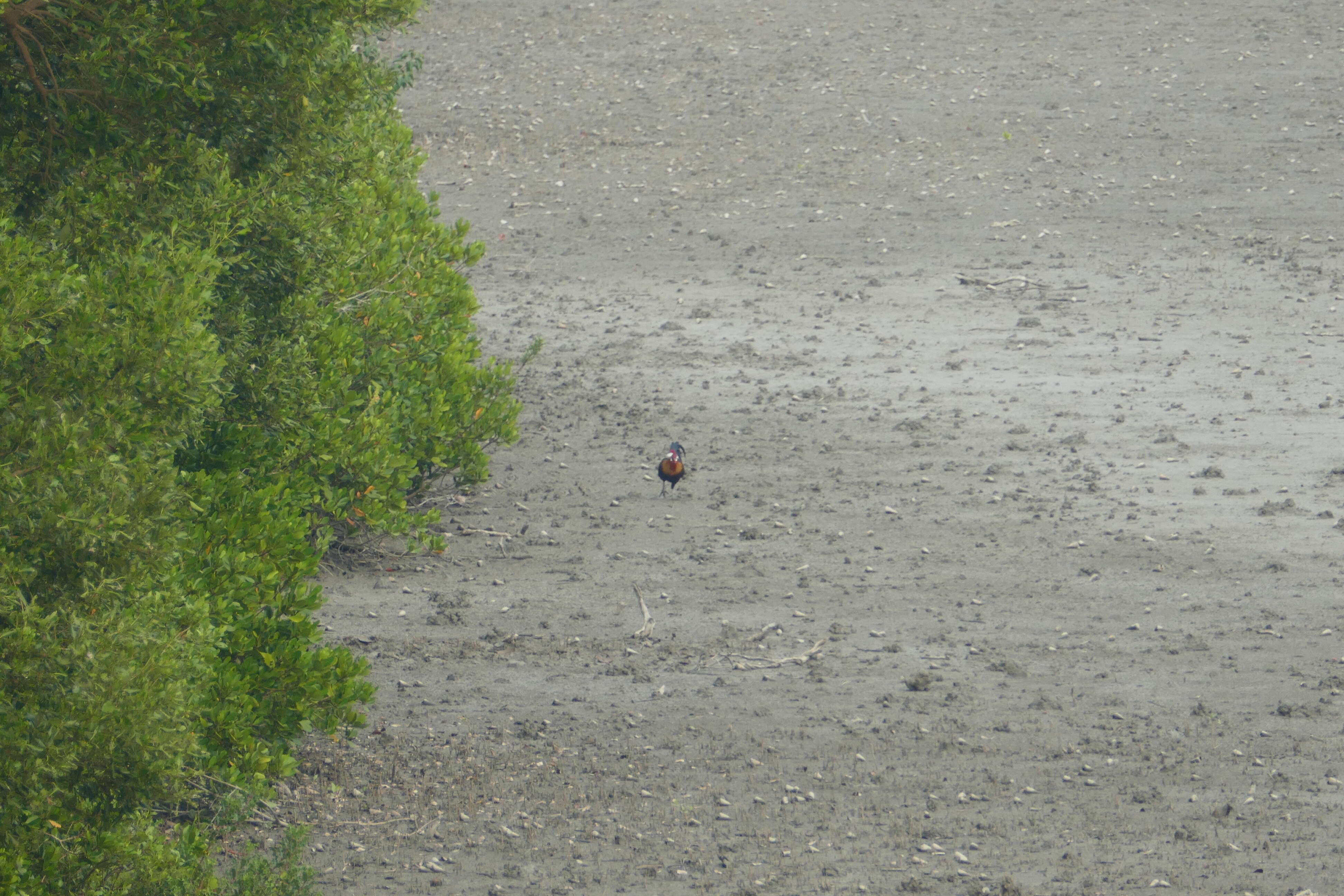 Image of Red Junglefowl