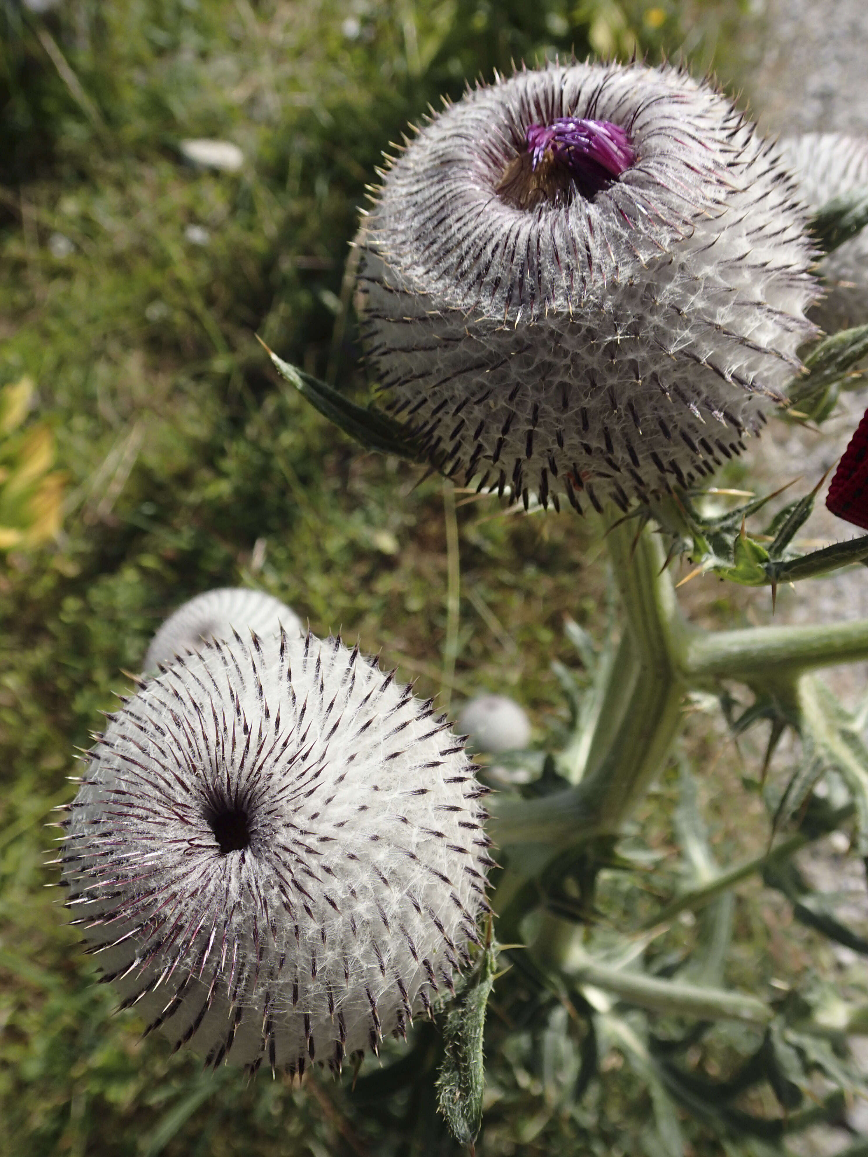 Image of woolly thistle