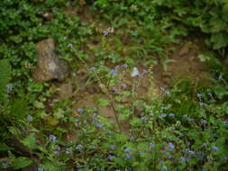 Image of Ceylon hound's tongue