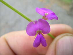 Image of Desmodium rhytidophyllum Benth.