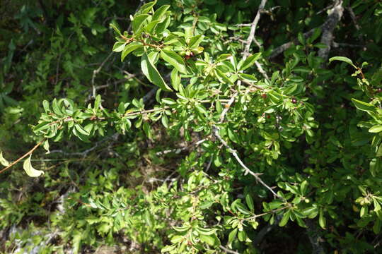 Image of Cornelian cherry dogwood