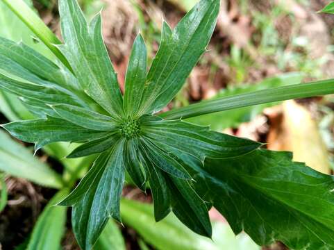 Eryngium foetidum L. resmi