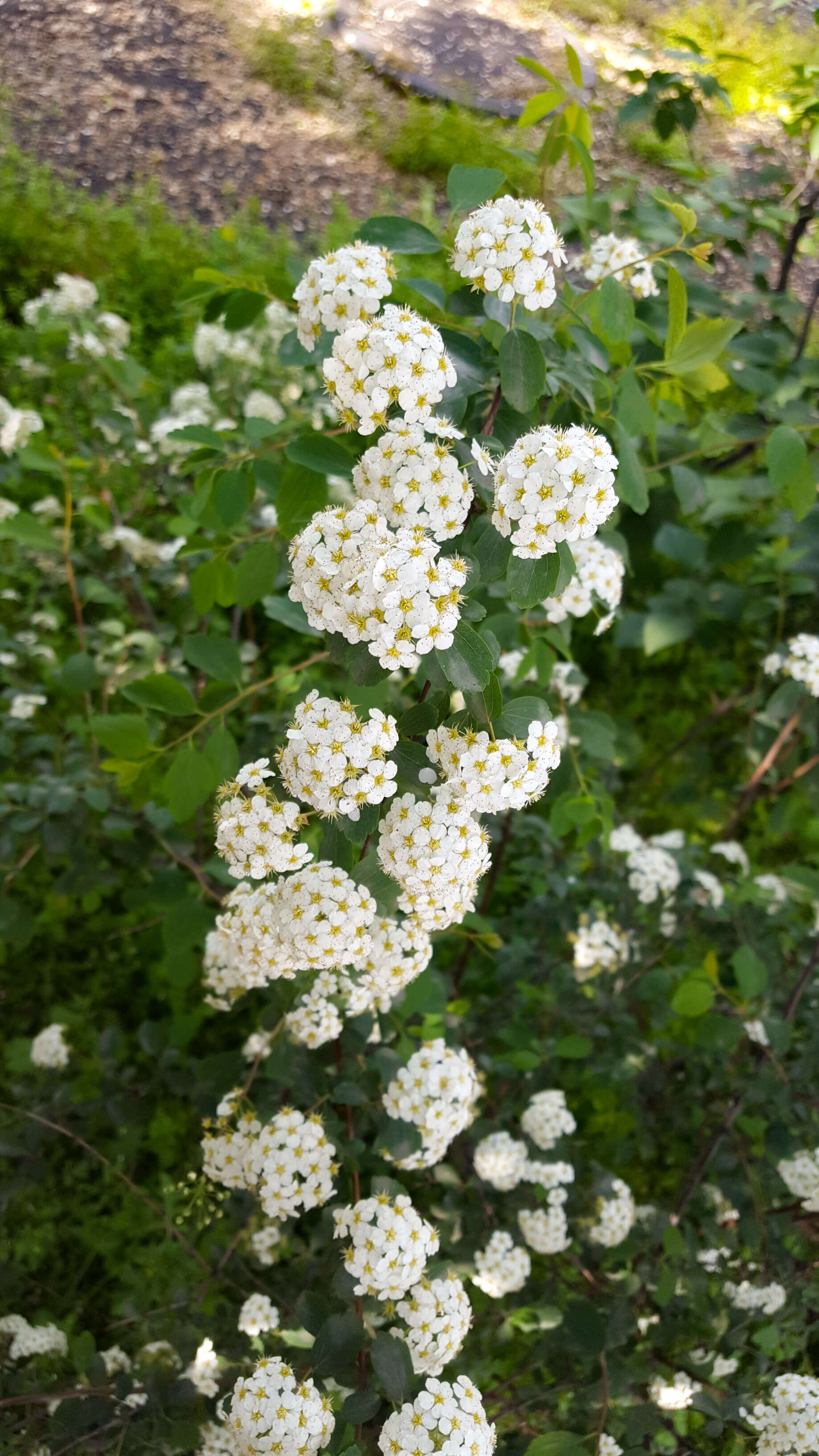 Image of Asian meadowsweet