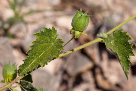 Imagem de Abutilon parvulum A. Gray