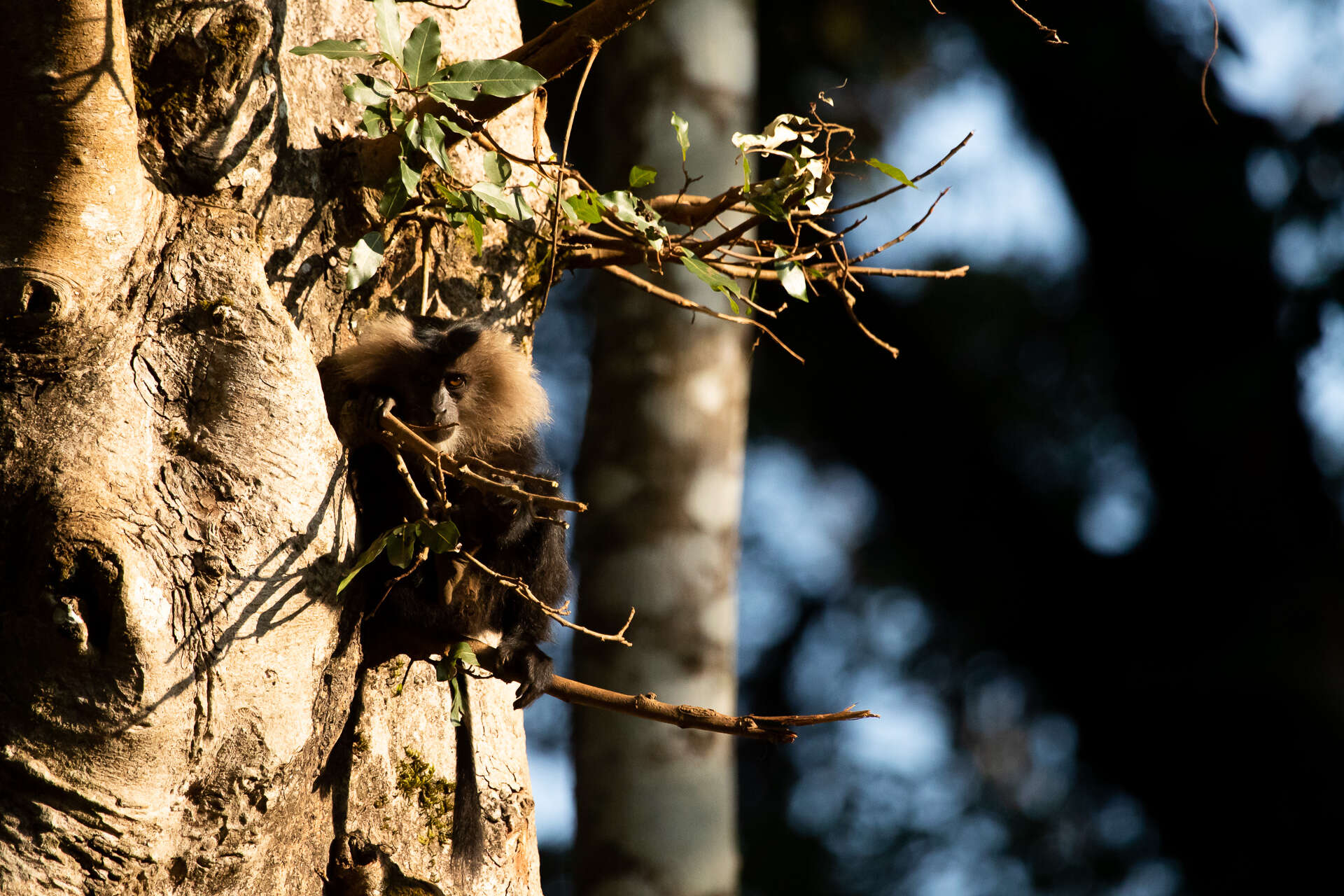 Image of Lion-tailed Macaque