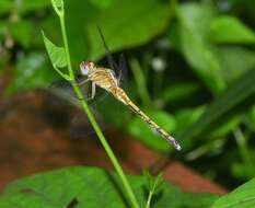 Image of blue marsh hawk