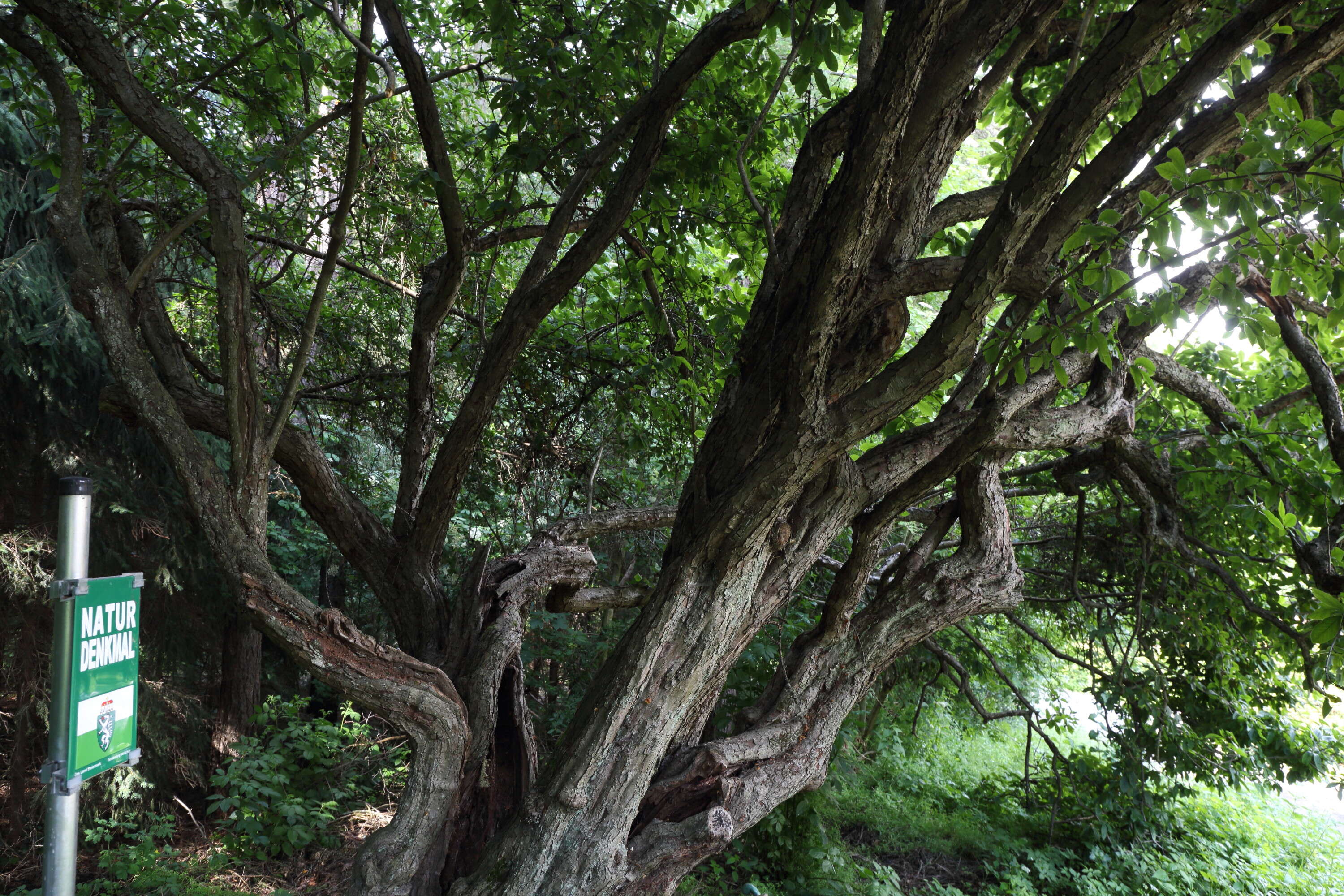 Image of Medlar