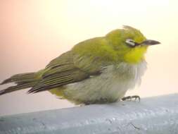 Image of Japanese White-eye