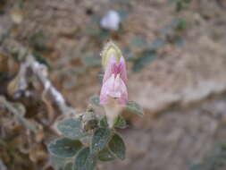 Image of Antirrhinum hispanicum Chav.
