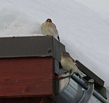 Image of Snow Finch