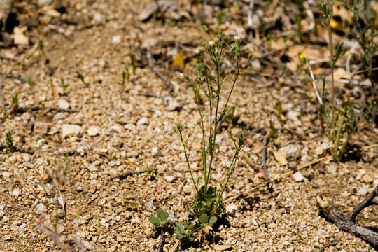 Image of desertdandelion