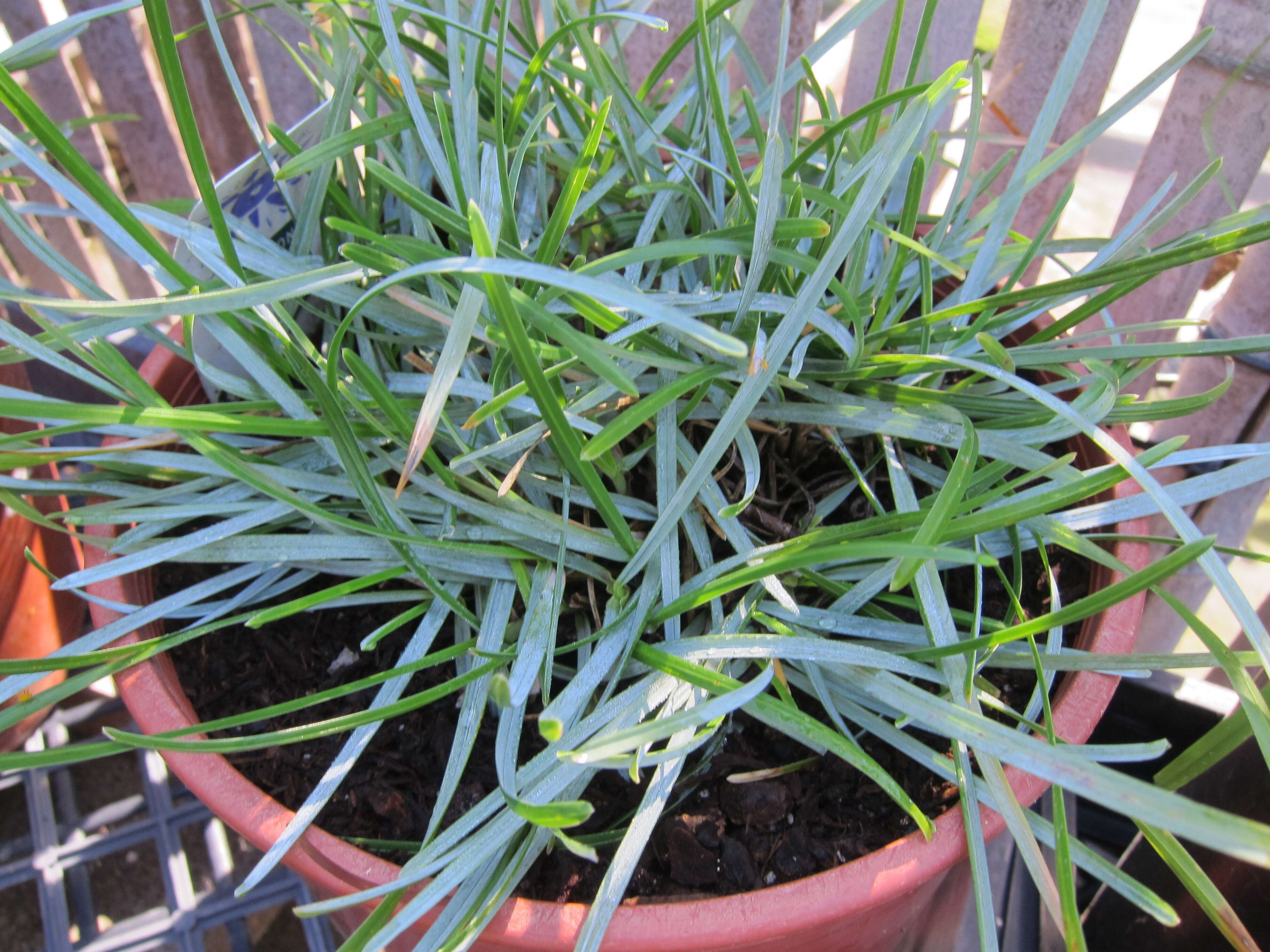 Image of blue moor grass