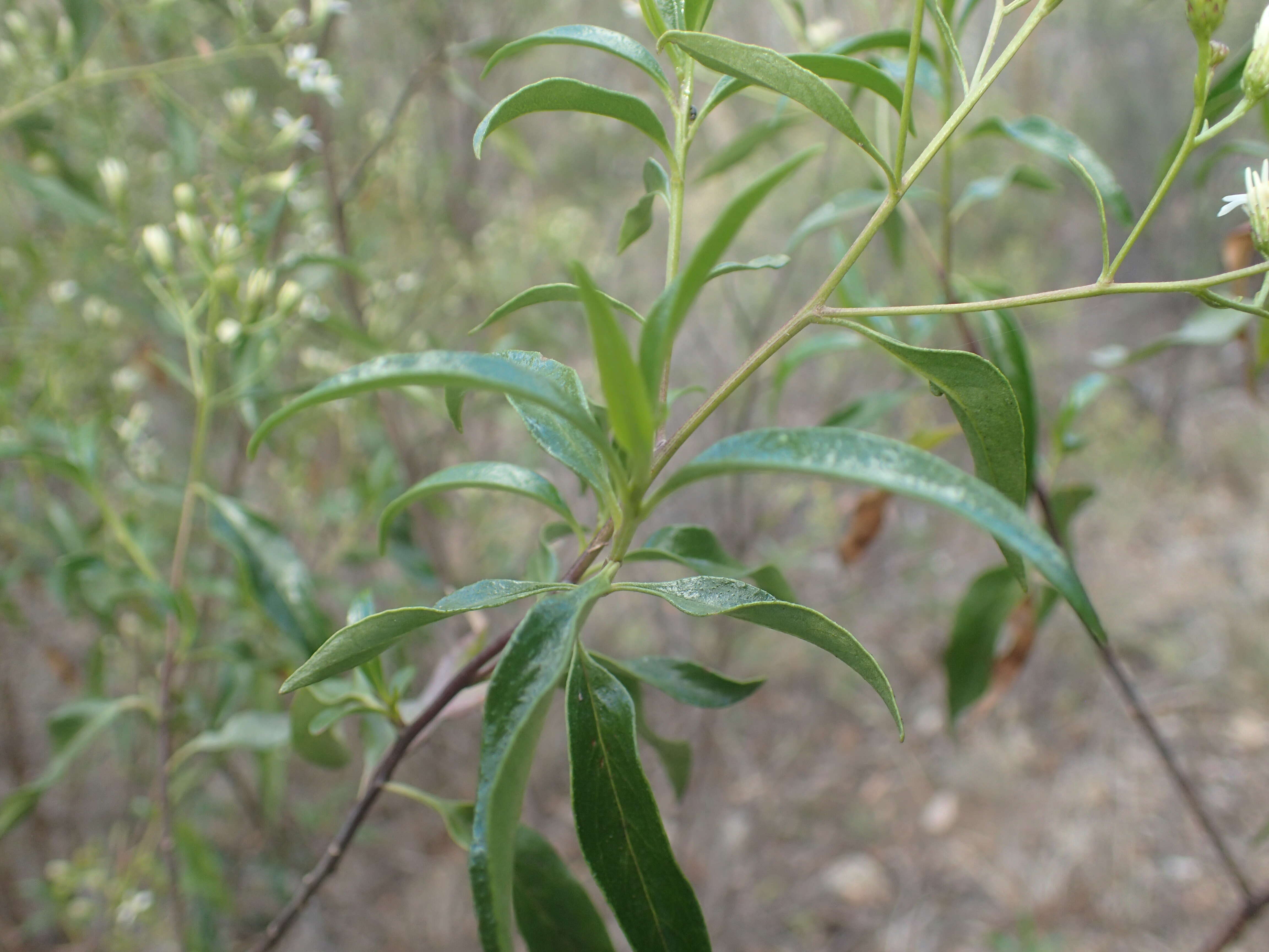 Image of Sticky daisy bush