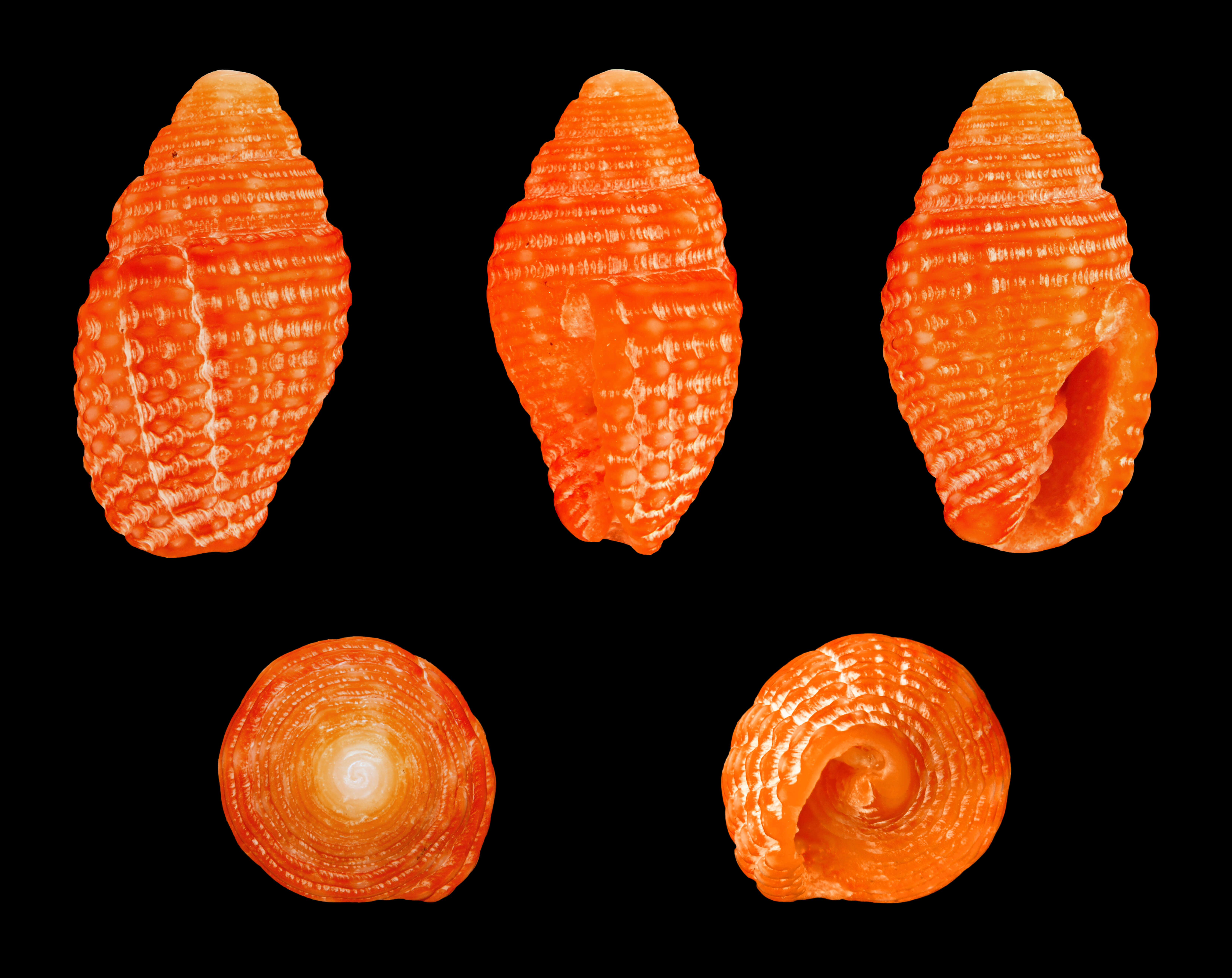 Image of Pseudonebularia chrysalis (Reeve 1844)