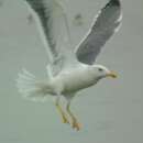 Image of Vega Gull