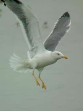 Larus vegae Palmén 1887 resmi