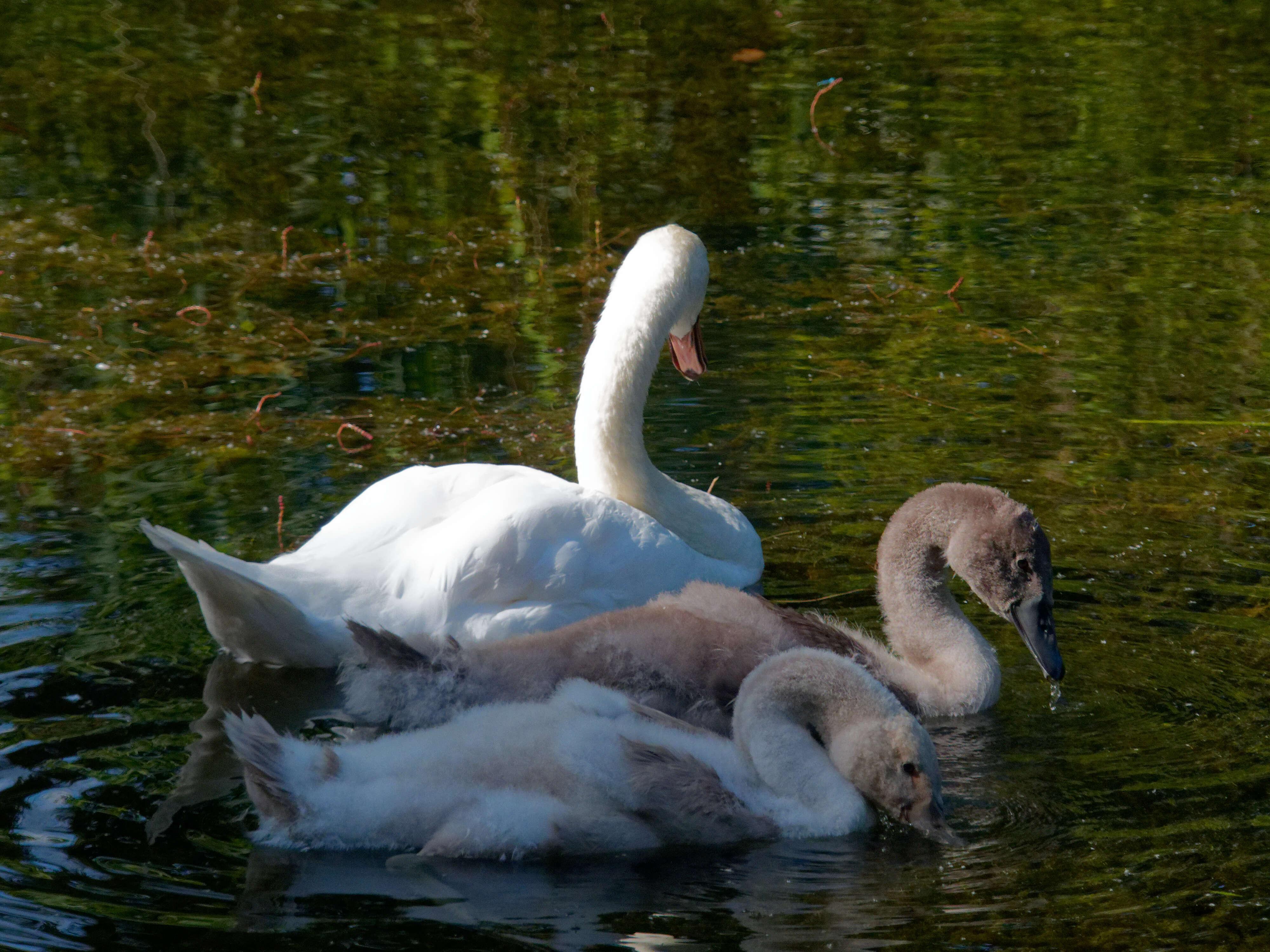 Image of Mute Swan