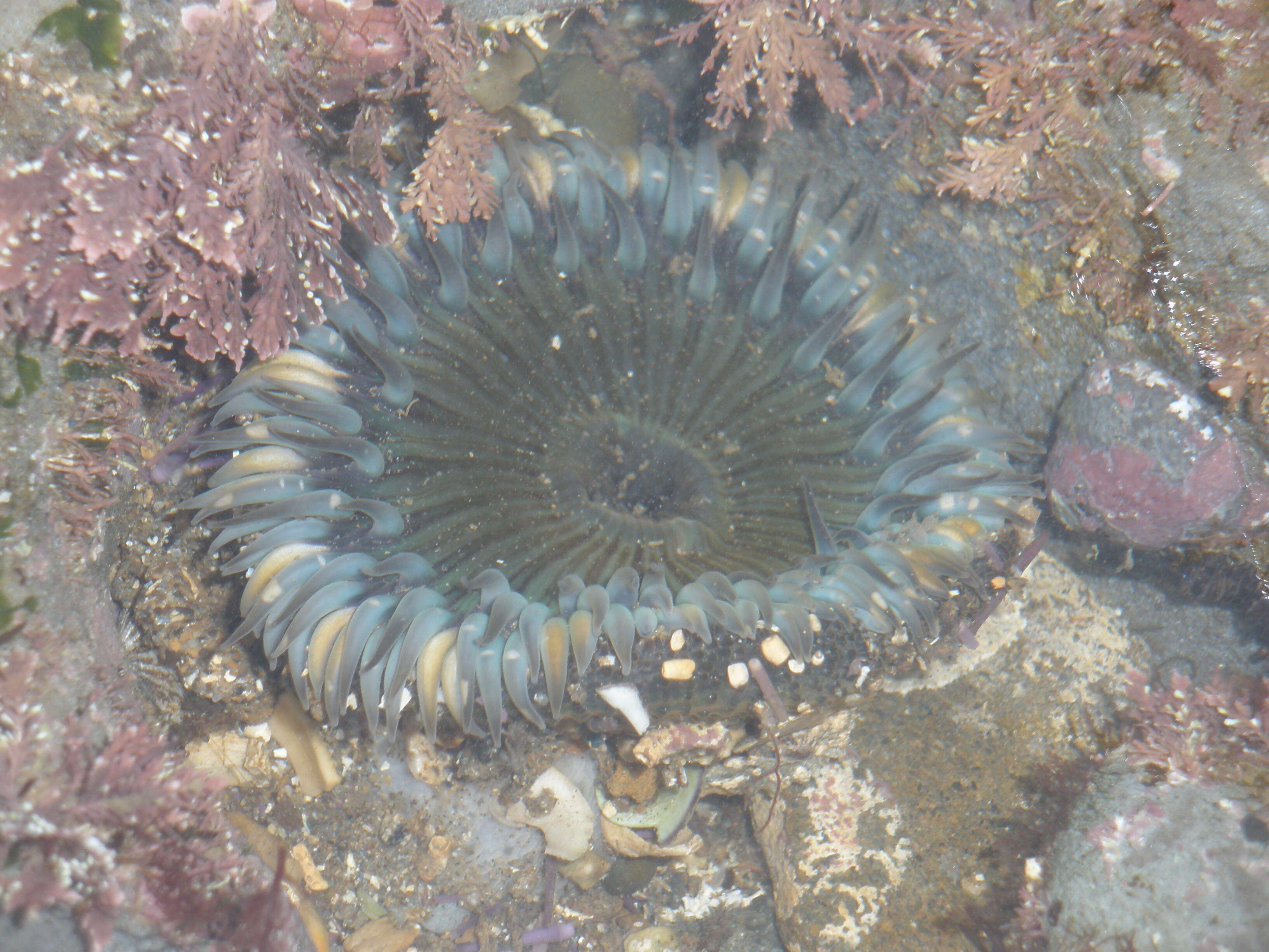 Image of Starburst anemone