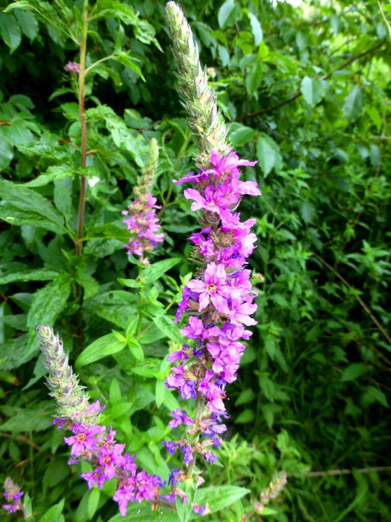 Plancia ëd Lythrum salicaria L.