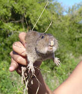 Image of Talas tuco-tuco