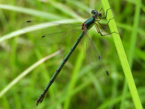 Image of Lestes temporalis Selys 1883