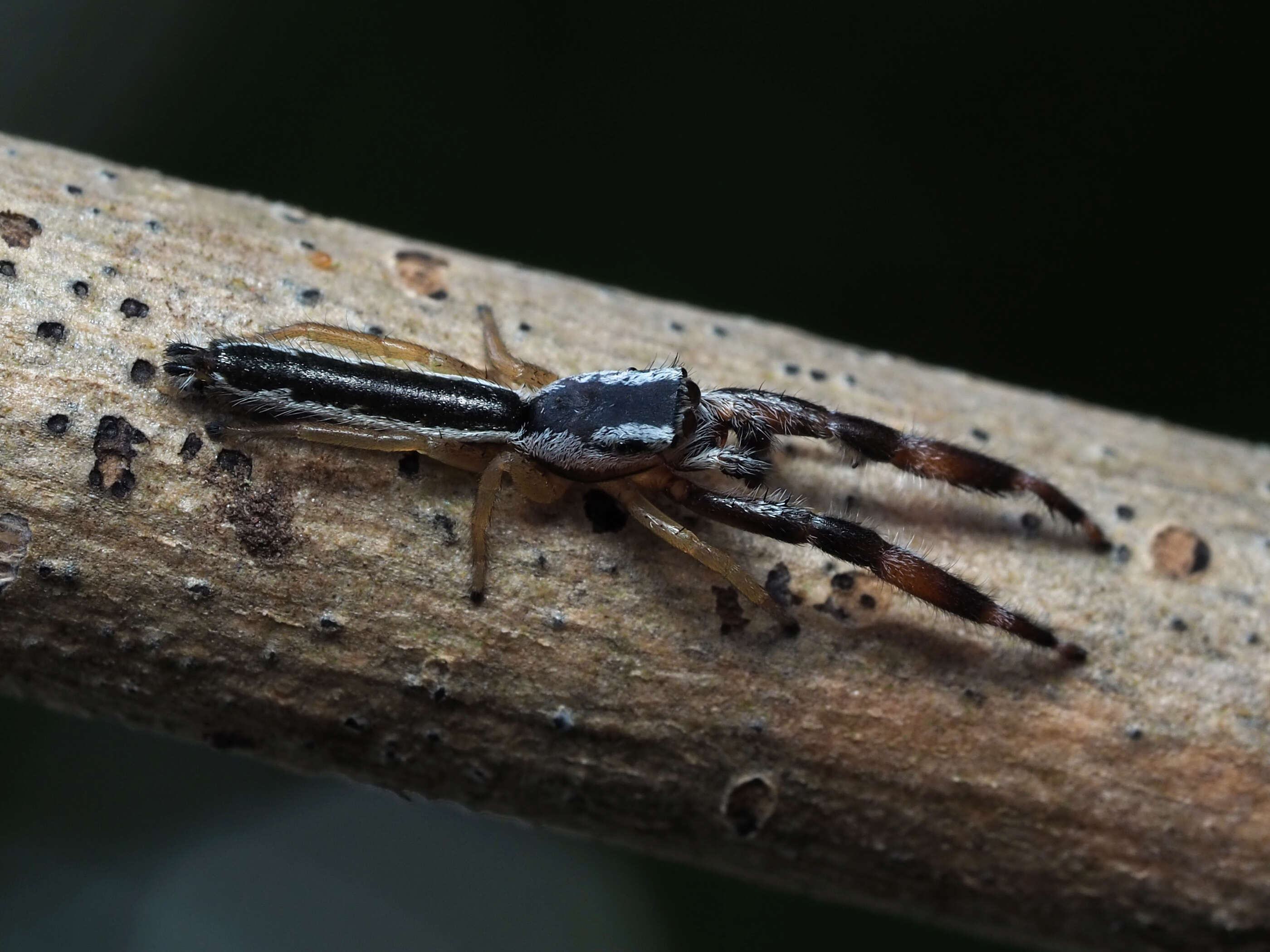 Image of Pike Slender Jumper