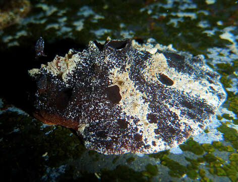 Image of Red lattice slug