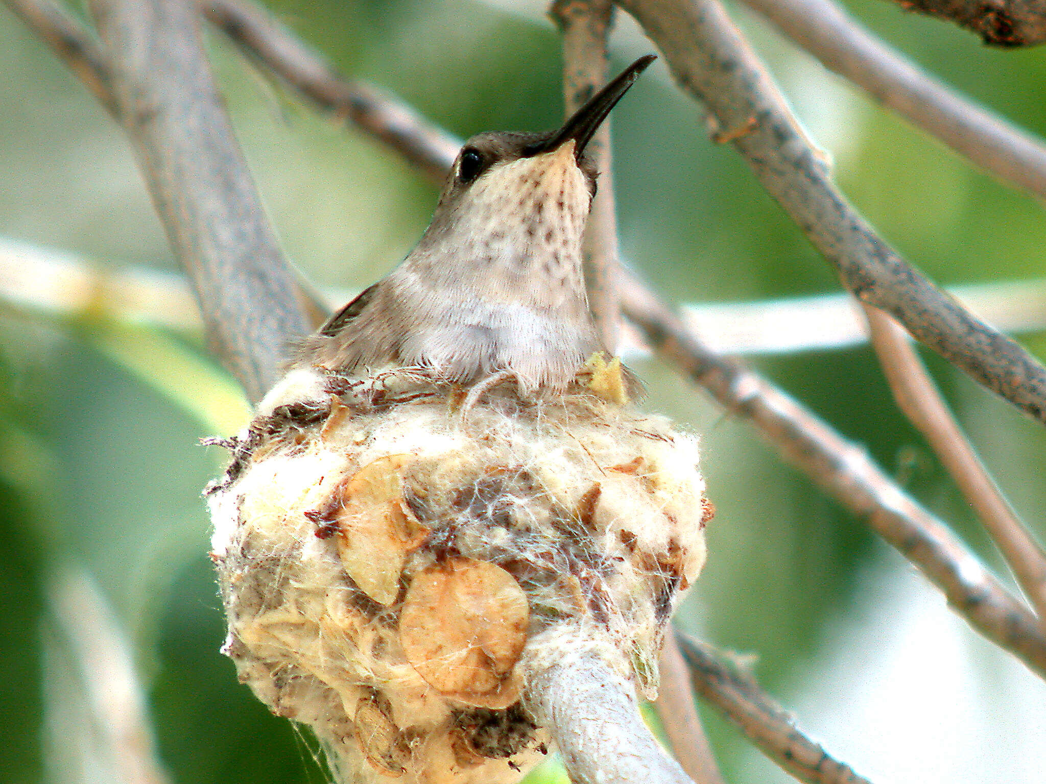 Image of Amazilia violiceps