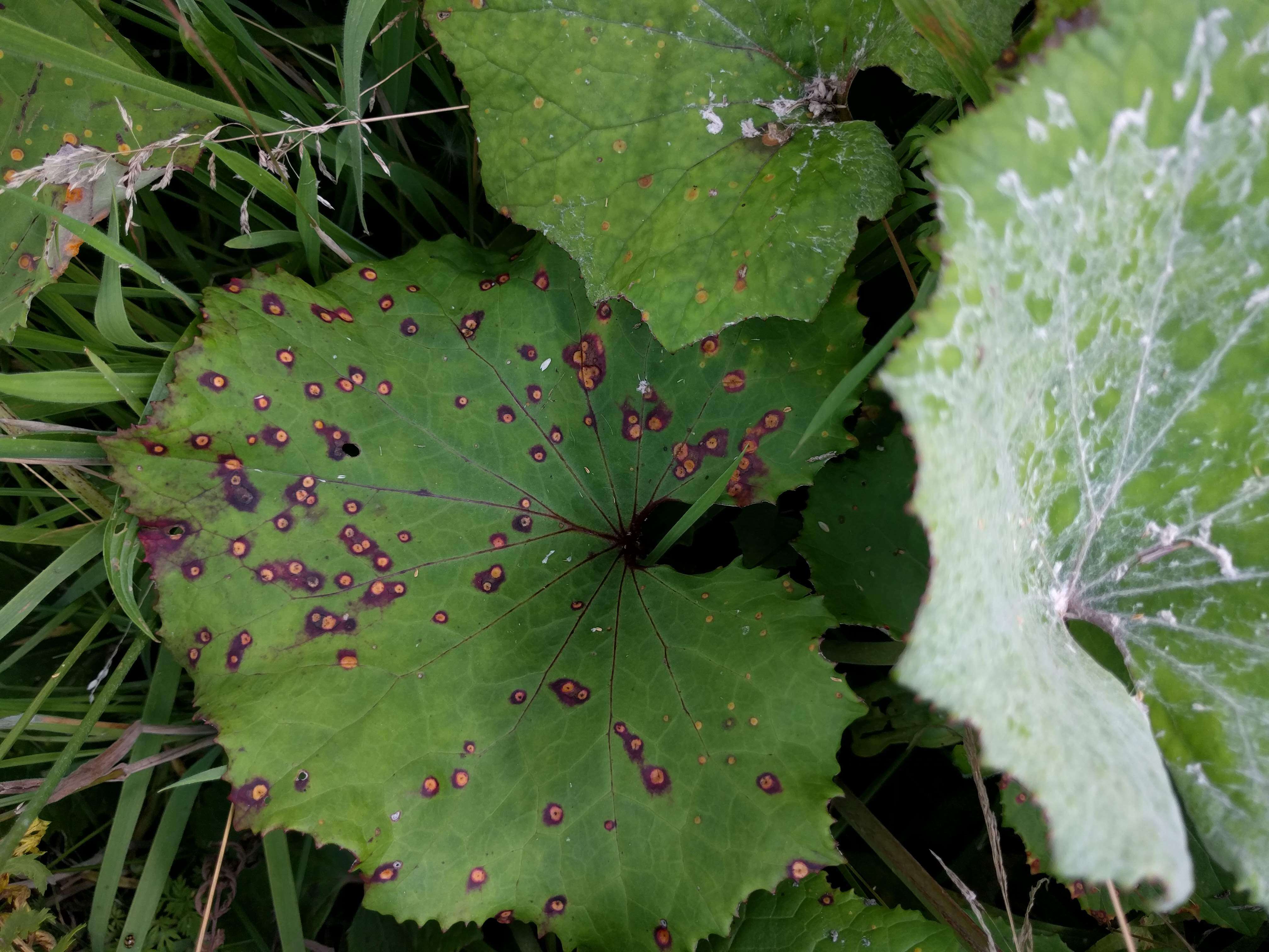 Image of Puccinia poarum Nielsen 1877