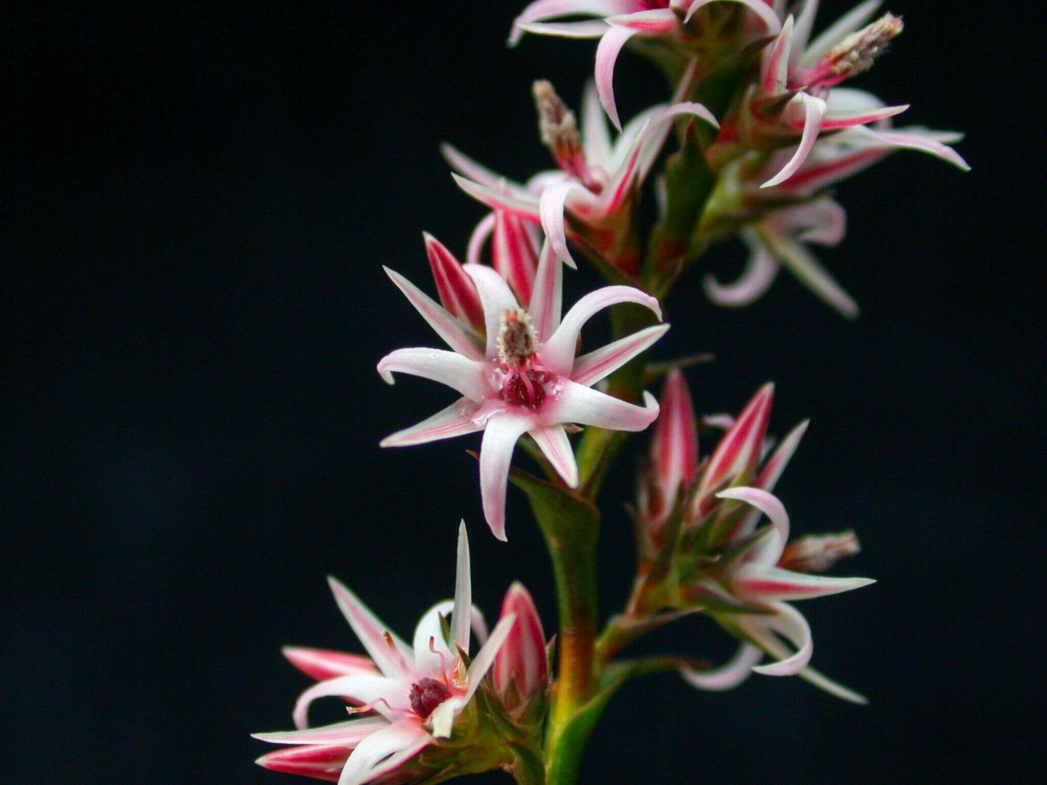 Image of Pink Swamp Heath