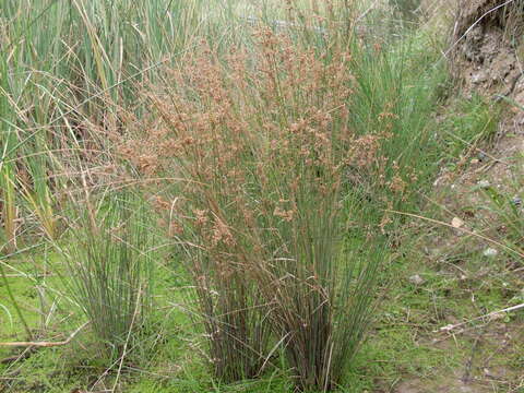 Imagem de Juncus usitatus L. A. S. Johnson