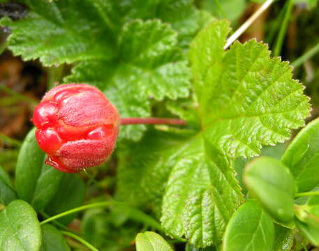 Image of cloudberry