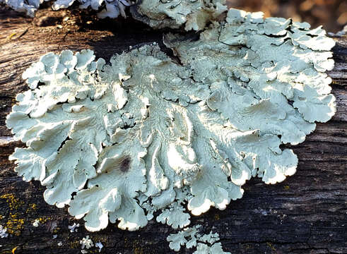 Image of Common greenshield lichen