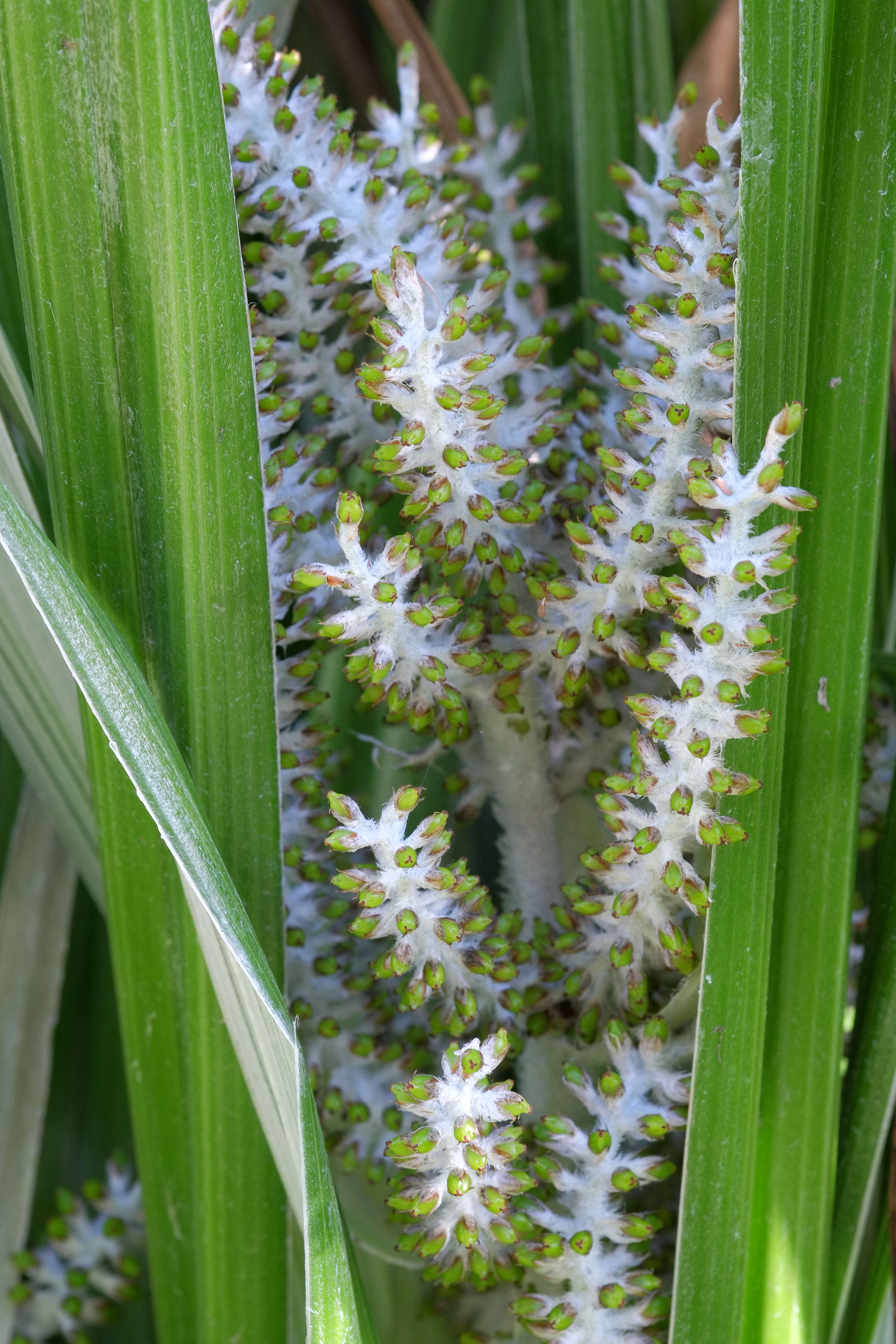 Astelia banksii A. Cunn.的圖片